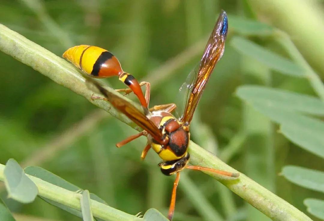 小美妈妈自然观察