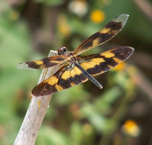 蜻蜓有什么特别的现象,很多蜻蜓飞是什么征兆