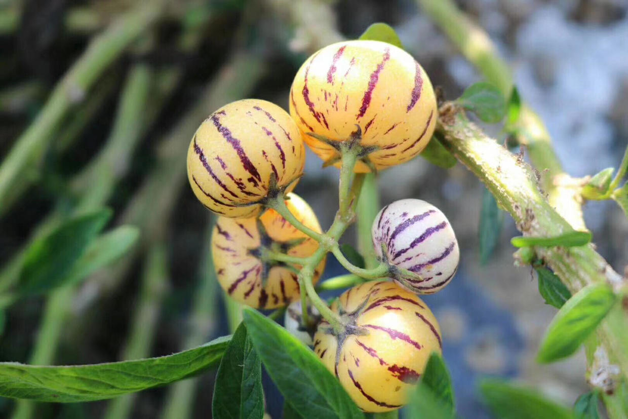 隐藏在西游记人参果背后的秘密,西游记人参果奇异之处