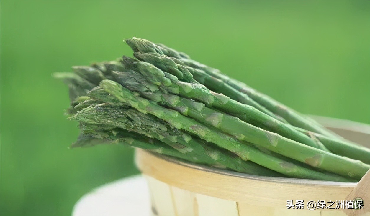 种植芦笋发展前景如何,芦笋种植采收时间及投资前景分析