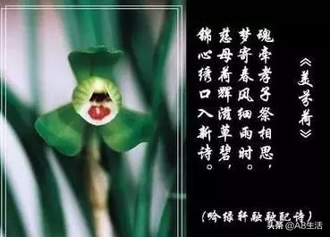 每日一品～中国兰花～春兰茗品～美芬荷