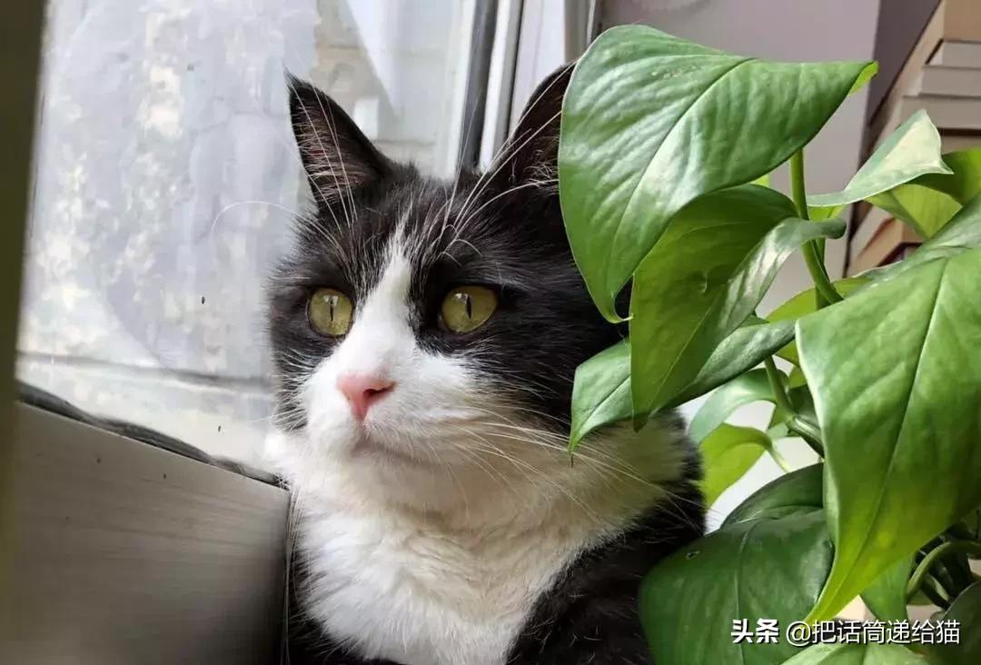 猫故事全集,猫故事小说