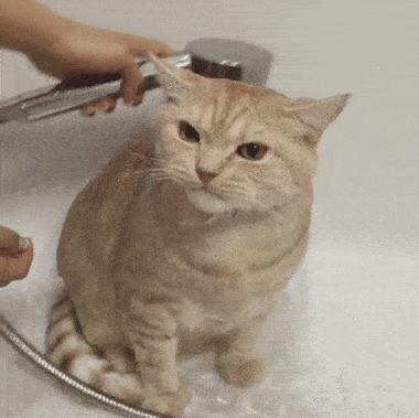 哪些养猫行为让猫痛苦,哪些养猫行为其实让猫承受痛苦