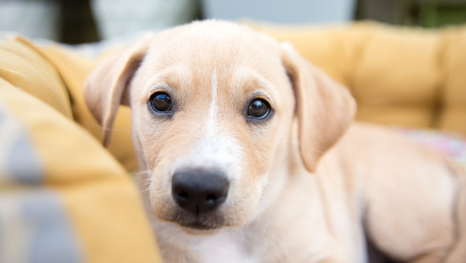 狗狗打完疫苗多久可以打狂犬疫苗,狗狗第三针疫苗打完后多久能出门