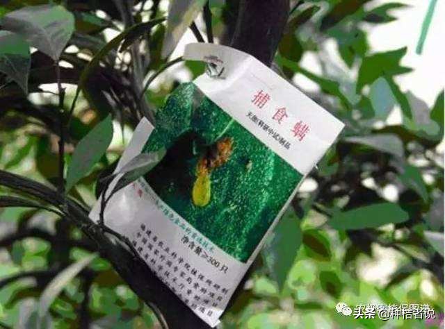 柑橘红蜘蛛什么天气多,柑橘红蜘蛛高温天气会不会爆发