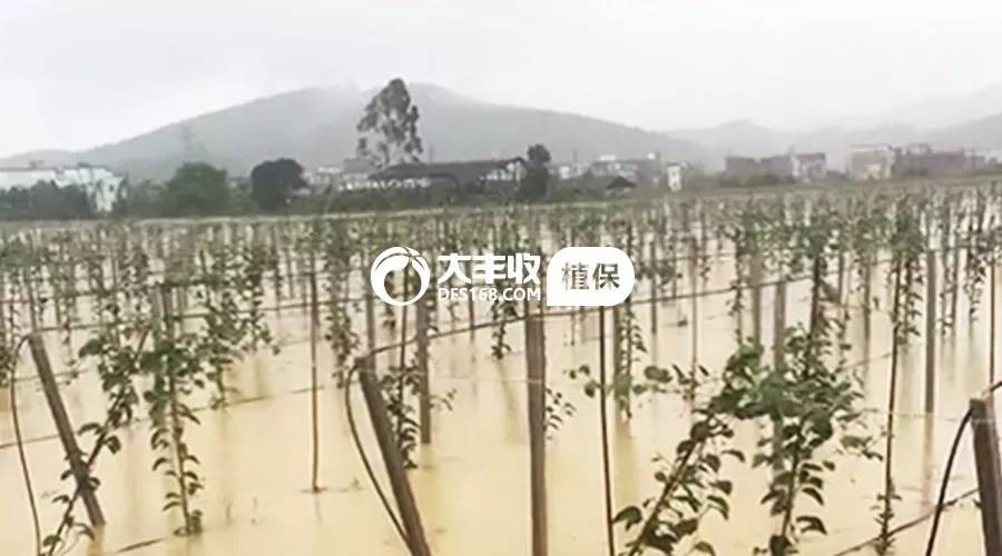 百香果烂根专用药,百香果烂根治疗