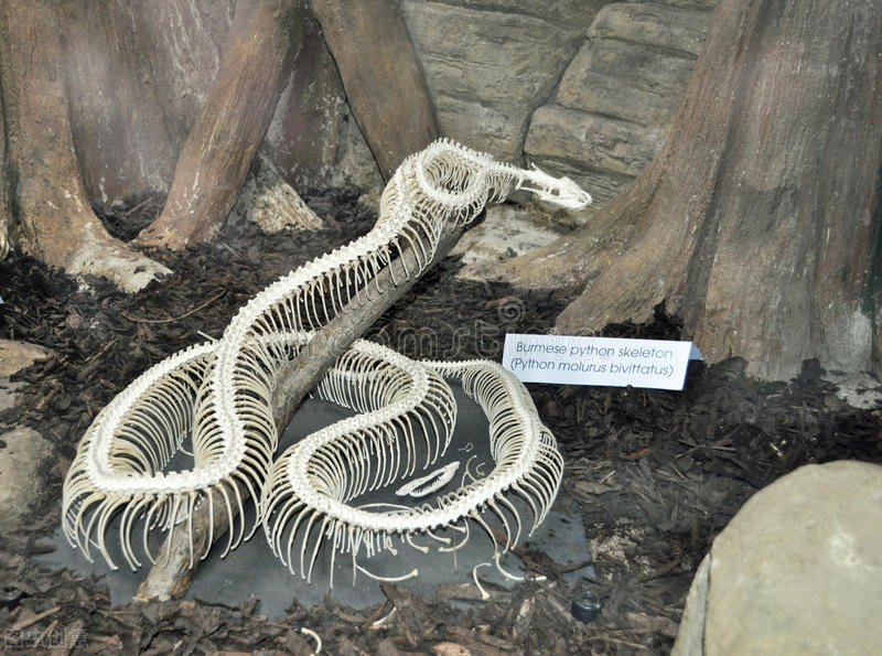 家蛇为何不咬人,为什么蟒蛇不咬人