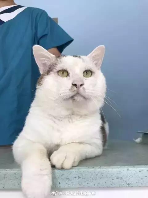 给猫做双眼皮手术,猫割双眼皮多少钱一只