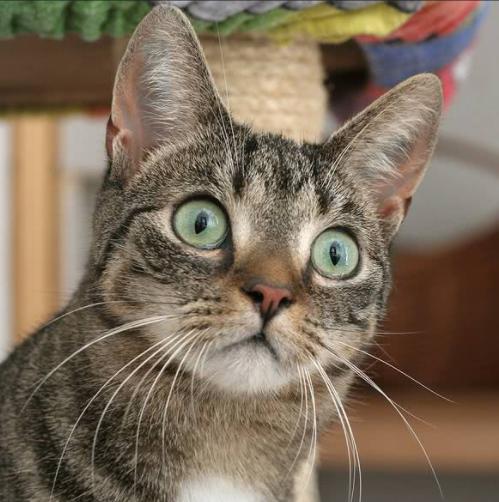 不能对猫咪做这三种事 (猫咪这三种行为一定要打)