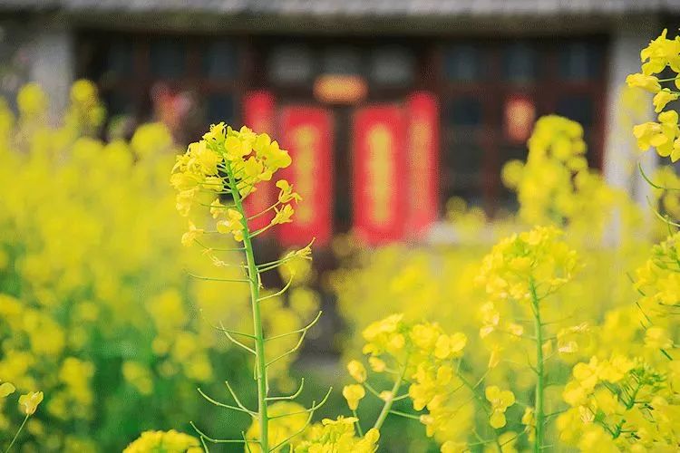 清明过后天空就明净了,今日清明万物生长清洁明净