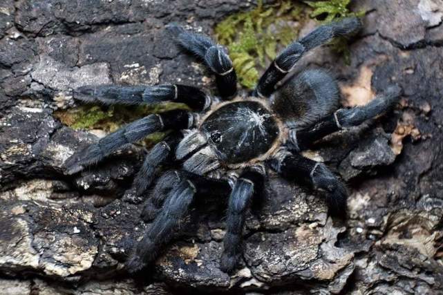 养捕鸟蛛的注意事项,养捕鸟蛛多久要往土里加一次水