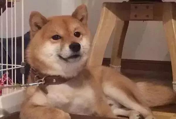 守身如玉20年，“第一次”竟然给了一只狗