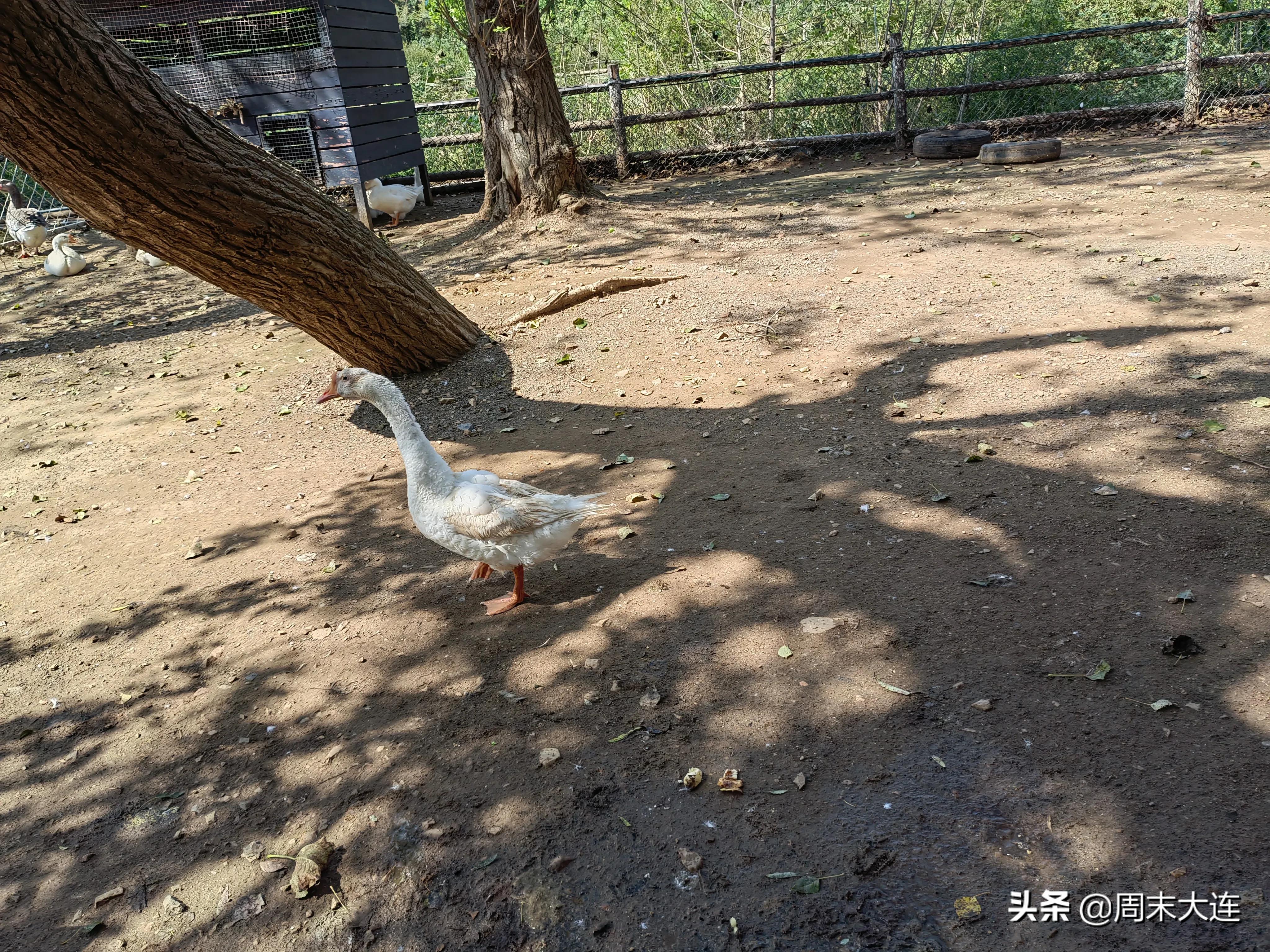 铭湖牧场是哪,铭湖牧场简介