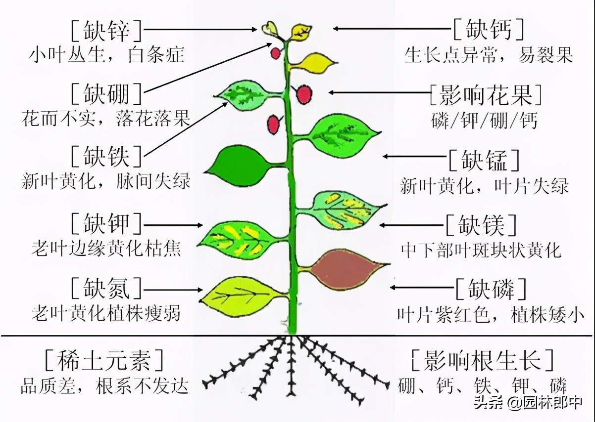 植物缺硼会导致什么现象,植物缺素症状对照表