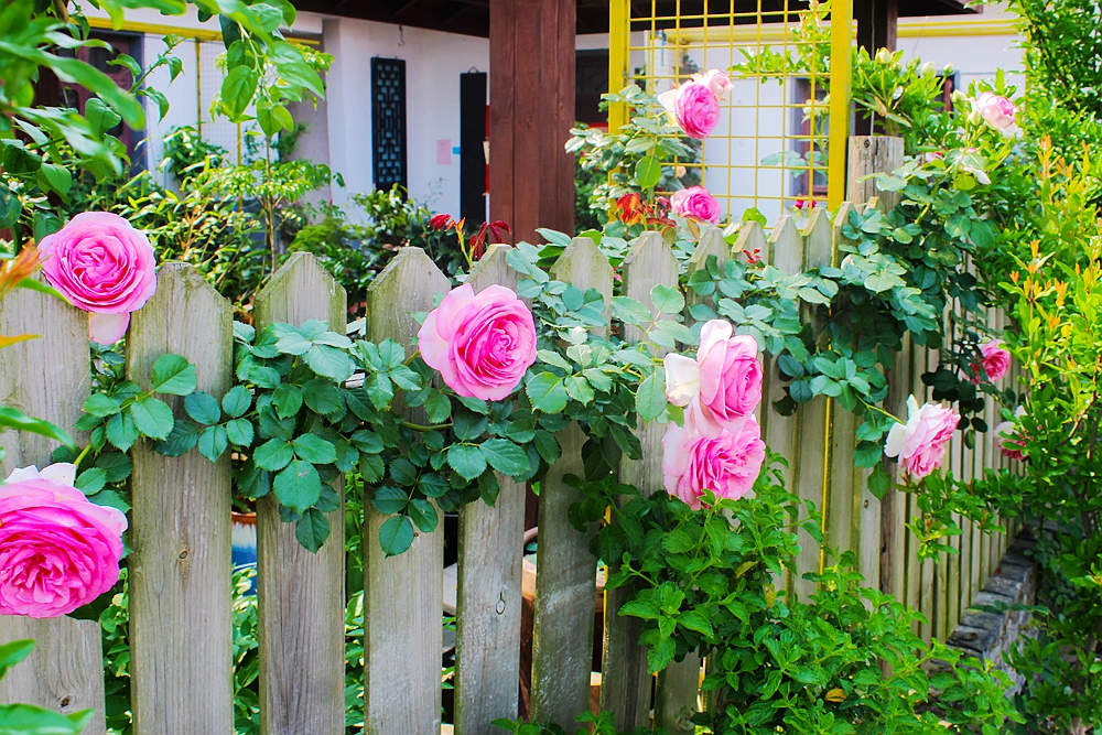 月季被称为花中皇后的故事,月季是国花还是市花