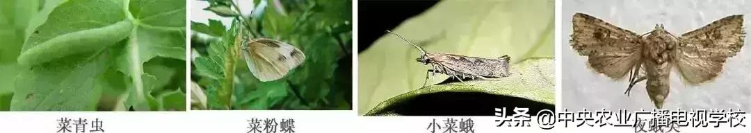 蔬菜地下害虫的最佳防治方法,防治蔬菜害虫用小苏打和白醋怎样