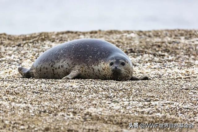 大连海兽馆,大连海兽