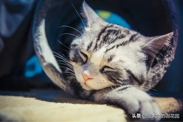 猫晚上睡觉发梦咬人,猫咪做梦会被吓醒吗