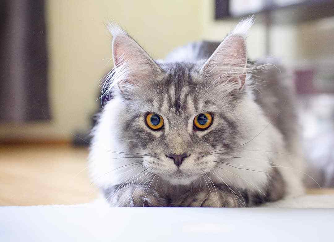 猫咪便秘吃益生菌多久可以见效,解决猫咪便秘的最佳方法