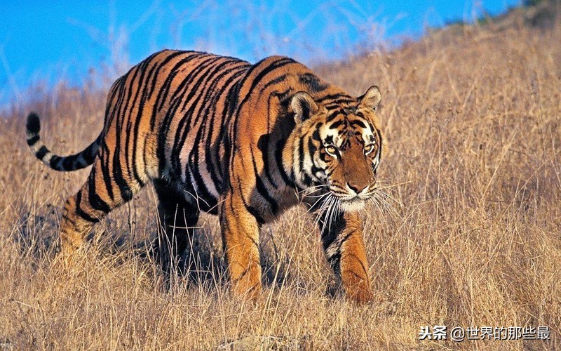 老虎和狮子能繁育下一代吗,小老虎能融入狮群吗