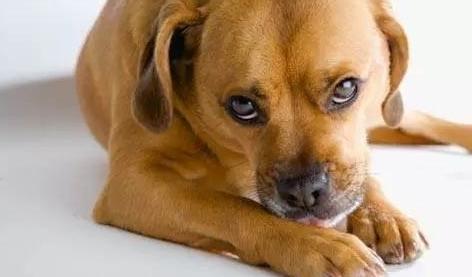 狗狗主动靠近还会舔是什么征兆,狗狗半夜舔各种东西是什么原因