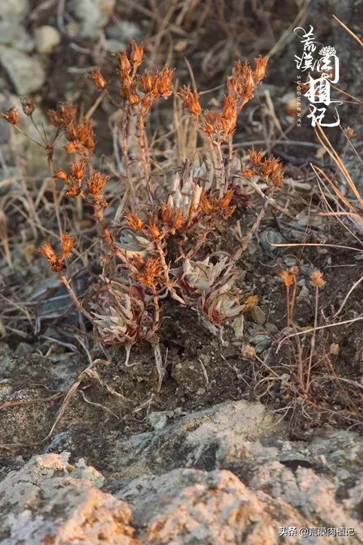 美国加州海岸仙女杯偷盗,美国加州仙女杯产业