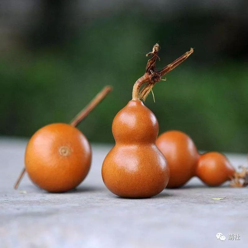 文玩葫芦养殖过程怎样摘心,文玩葫芦的养护方法