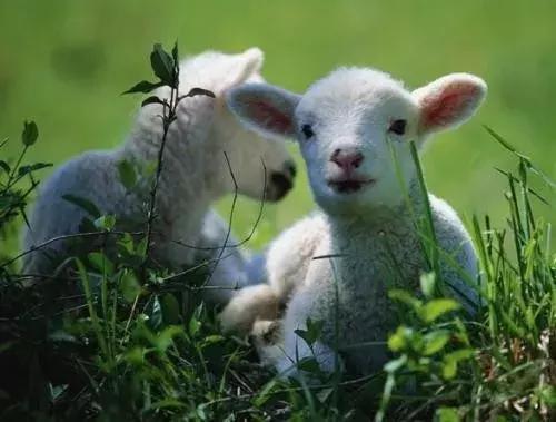 规模化猪场寄生虫病的检测和防治,牛羊常见寄生虫的辨别及治疗方案