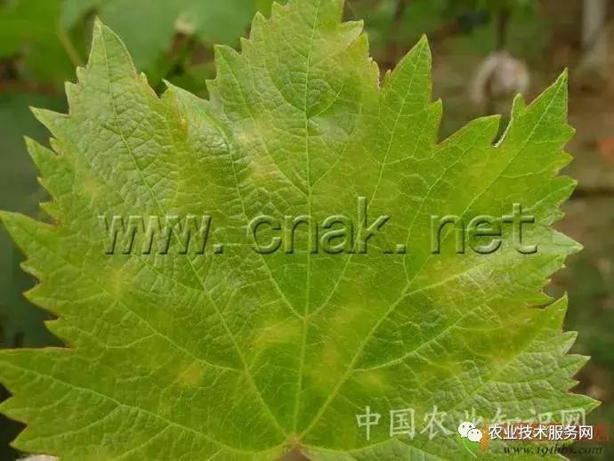 葡萄花前主要病害,葡萄病害图片大全大图