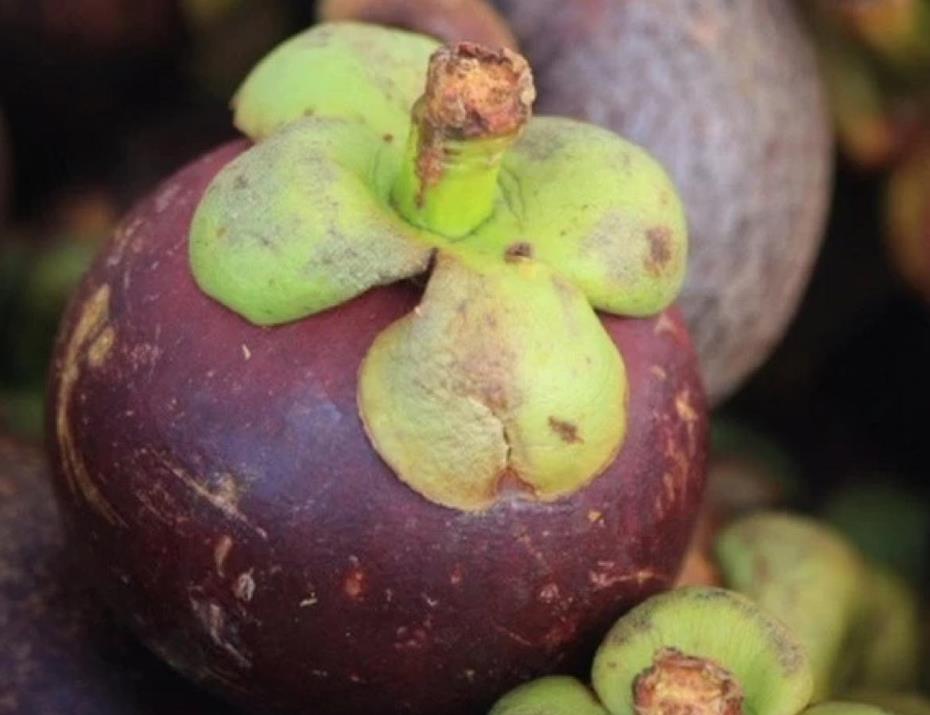 山竹哪个季节好吃,又甜又多汁的山竹