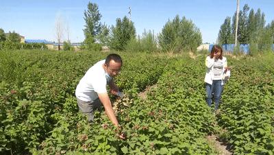 凤凰桥树莓采摘,春天到树莓采摘