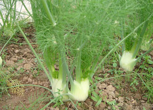 球茎茴香种植时间和方法,球茎茴香的种植与培育技巧