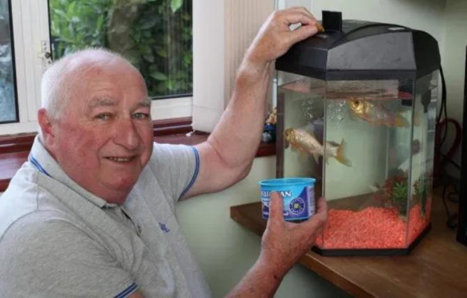 怎么养金鱼金鱼才不会死,正常情况下金鱼可以养多久