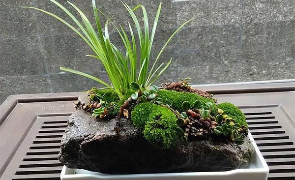 石头上的野草,河滩上的野草是什么野草