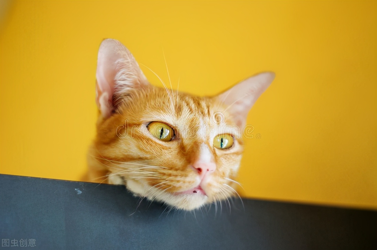 猫猫会感冒吗,猫猫感冒打喷嚏流鼻涕