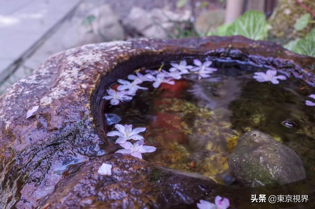 我在京都，攒下一整个春日的绝美樱色送给你。