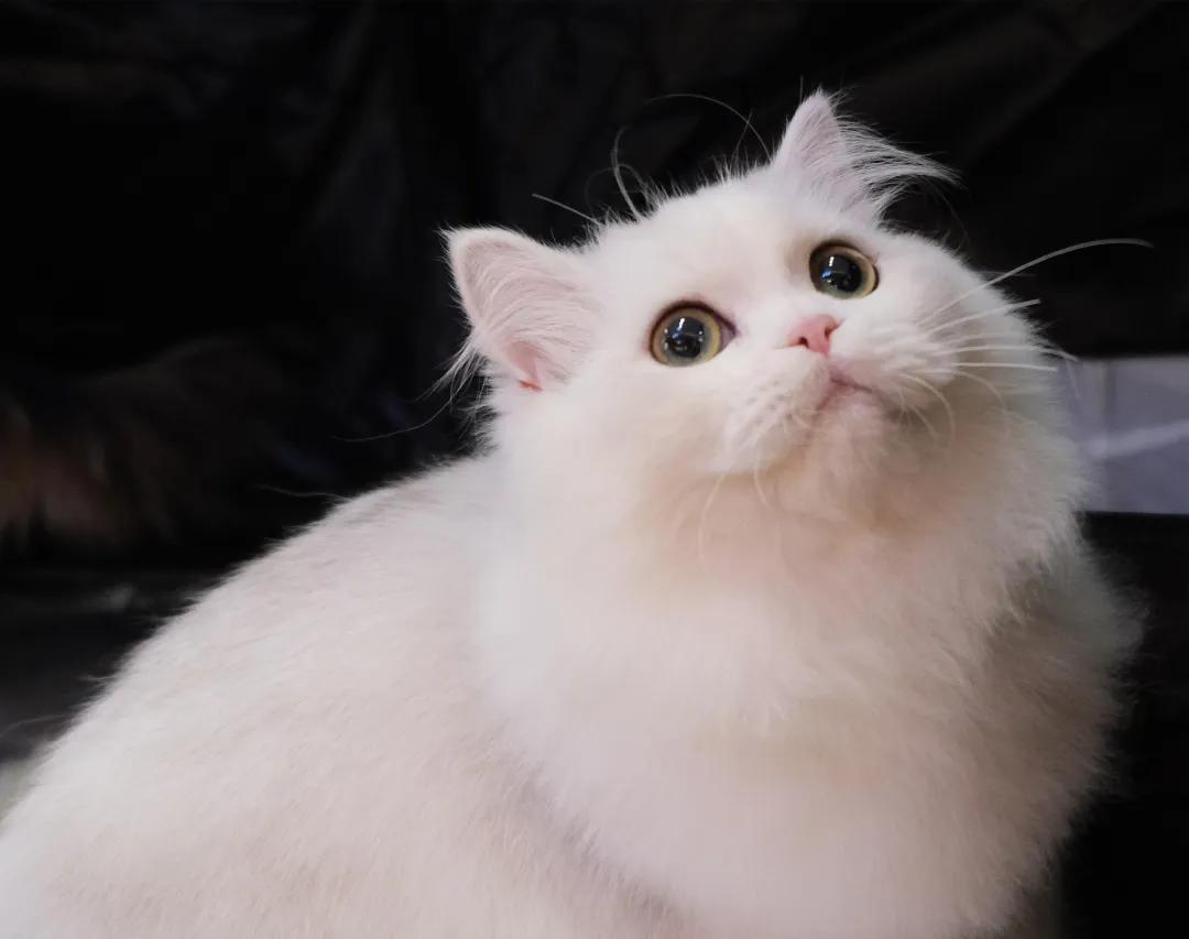 猫咪总是拉屎在地上怎么办,猫咪总是在一个地方乱拉屎怎么办