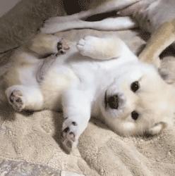 谁也拒绝不了的撒娇,谁也拒绝不了一只卖萌的小狗