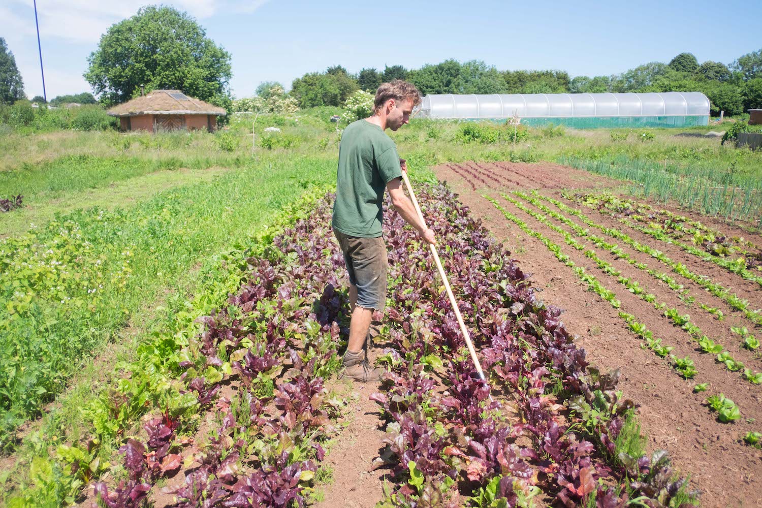 英国遭遇果蔬短缺,英国果蔬市场