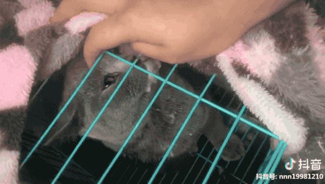 猫咪晕车吐了怎么办,猫咪晕车后呕吐了怎么办