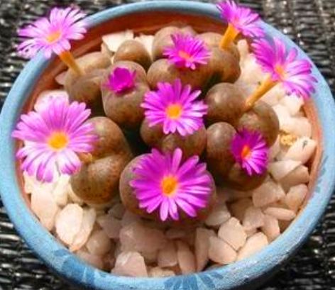 怎么能养好生石花,生石花怎么养才能长得快又好