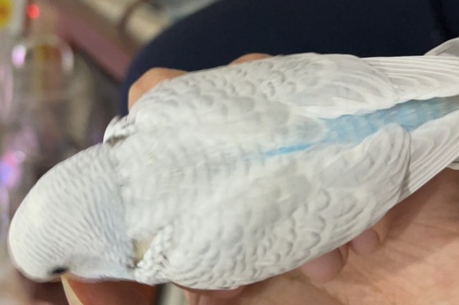 虎皮鹦鹉一共几种颜色,虎皮鹦鹉哪个品种最聪明