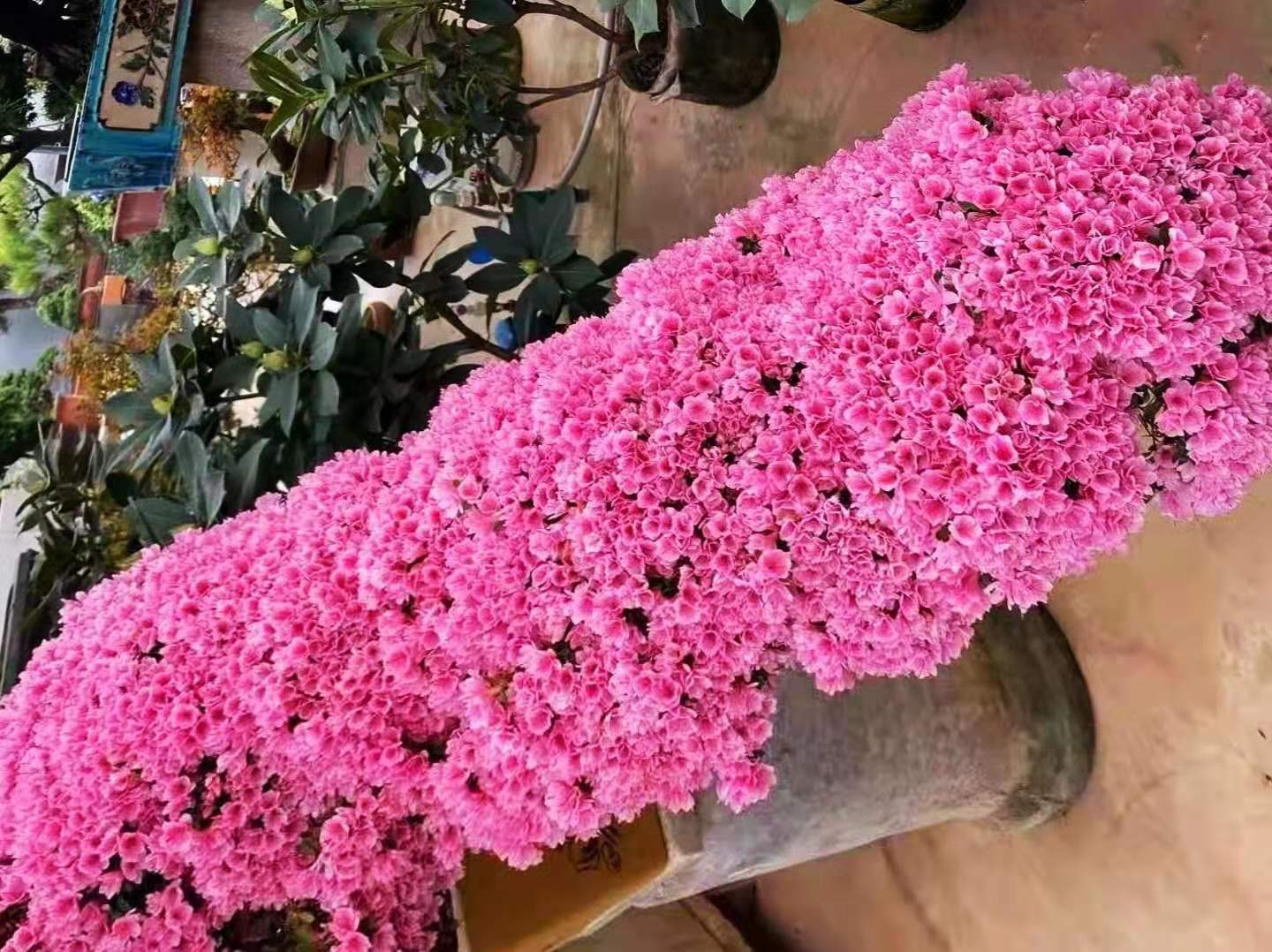 逛花市各种各样的花太漂亮了,逛花市漂亮的蝴蝶兰