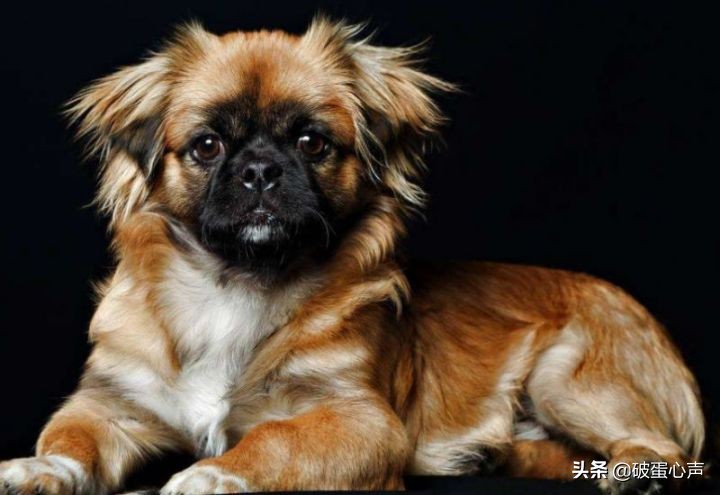 狮子狗：带着4000年来华夏贵族们专一的宠爱，走向世界的舞台