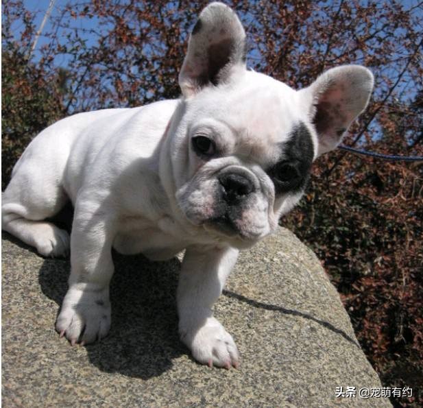 法国斗牛犬如何选择,法国斗牛犬的基本知识