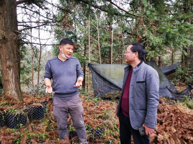 四明山哪座山上有黄精,四明山哪里有山黄精