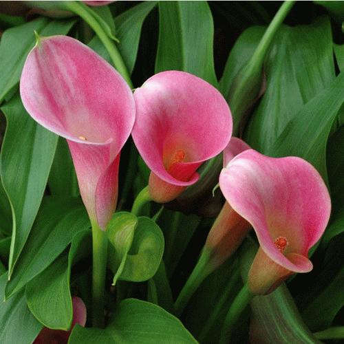 马蹄莲根茎培育技术,马蹄莲培育基地