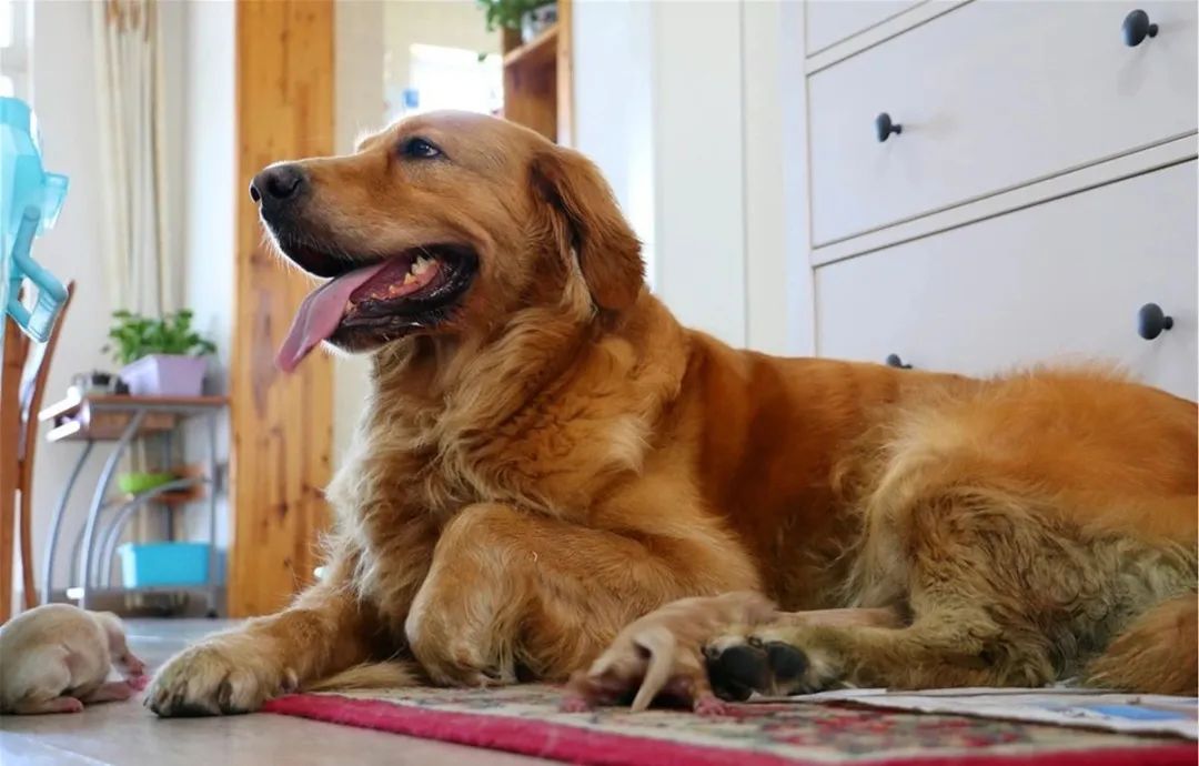 为什么有的金毛很黑,金毛为什么那么烦人