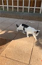 你根本不知道，养只猫有多幸福！