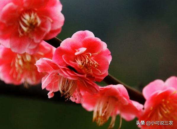 家庭盆栽梅花怎样养,种梅花的方法